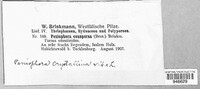 Peniophora conspersa image
